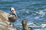 PICTURES/La Jolla Cove - Cormorants & Pelicans/t_P1000238.JPG